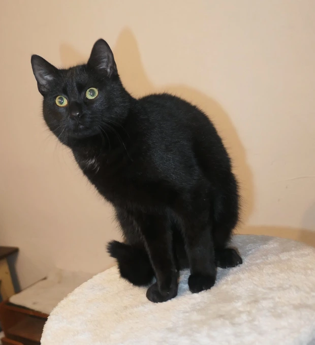 Rafaelo