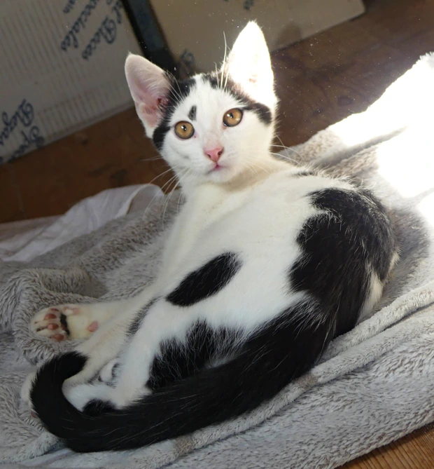 Tom