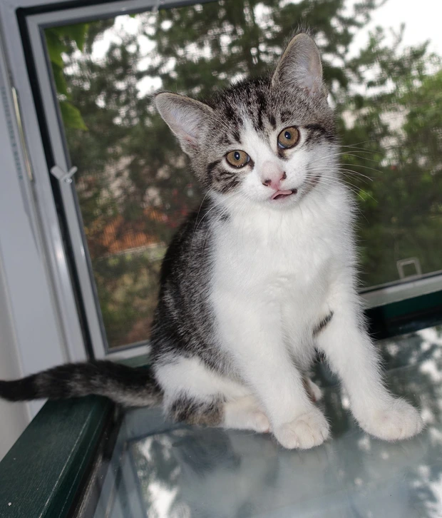 Leila