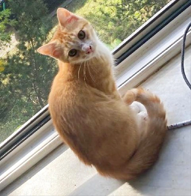 Vittorio