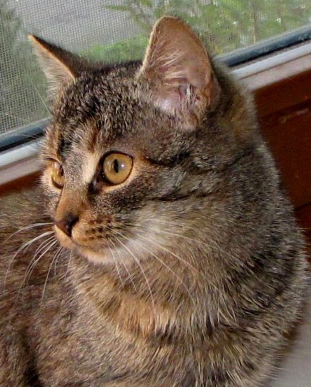 Rebeka
