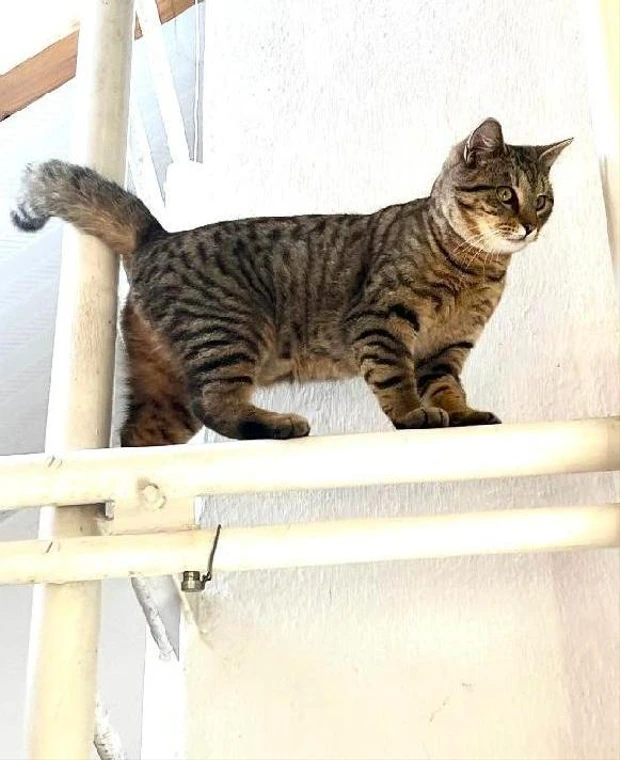 Miloš