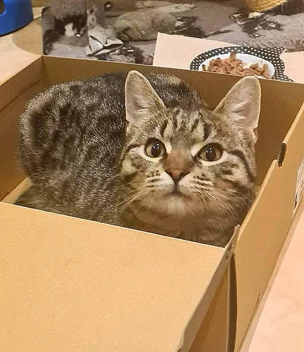 Toník