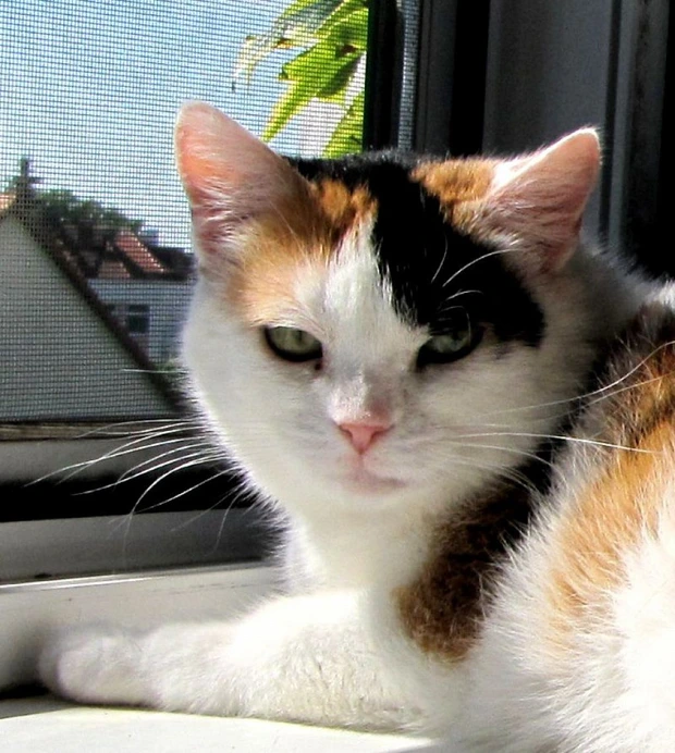 Serafína