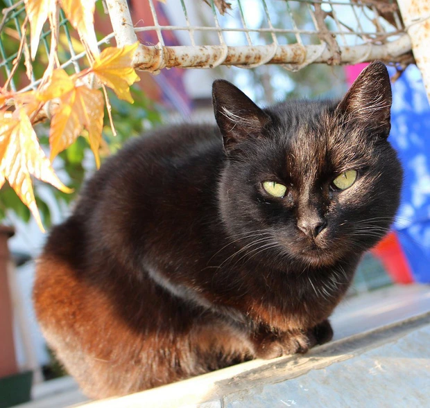 Ofélie