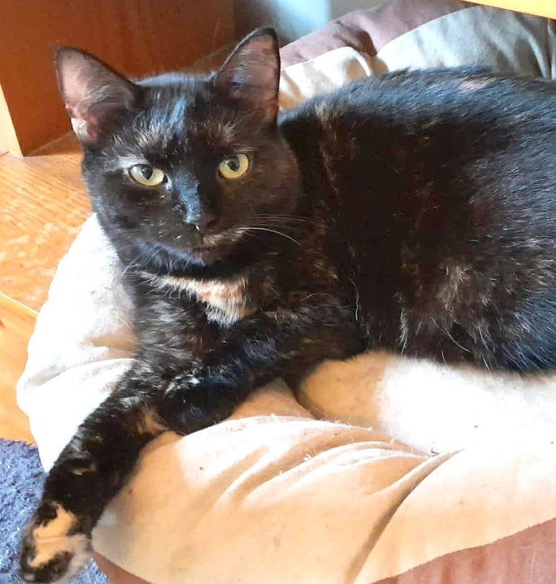 Stráša