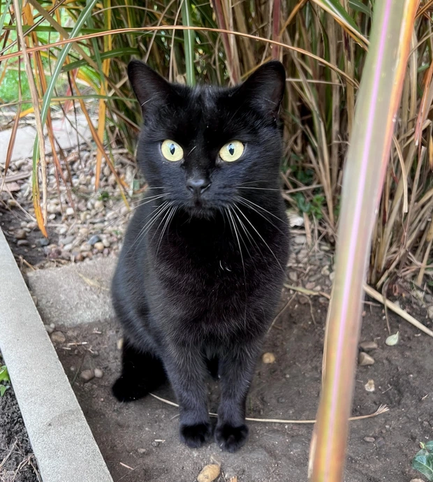 Bibi