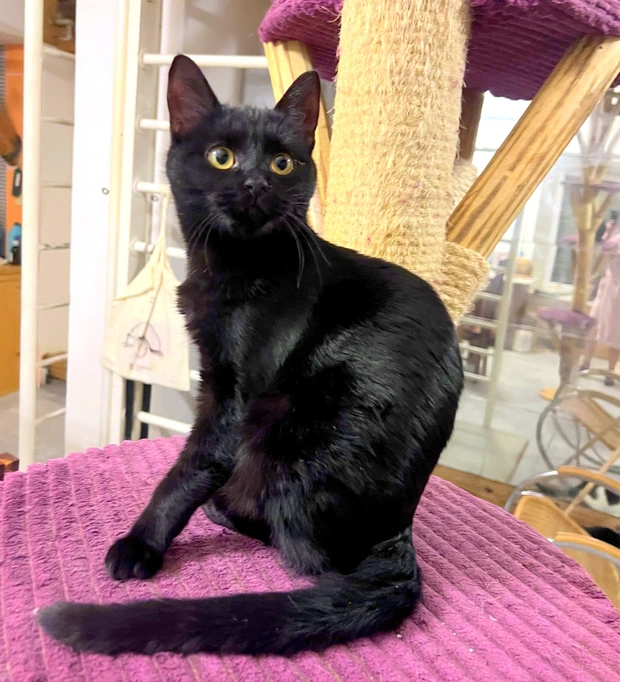 Gigi