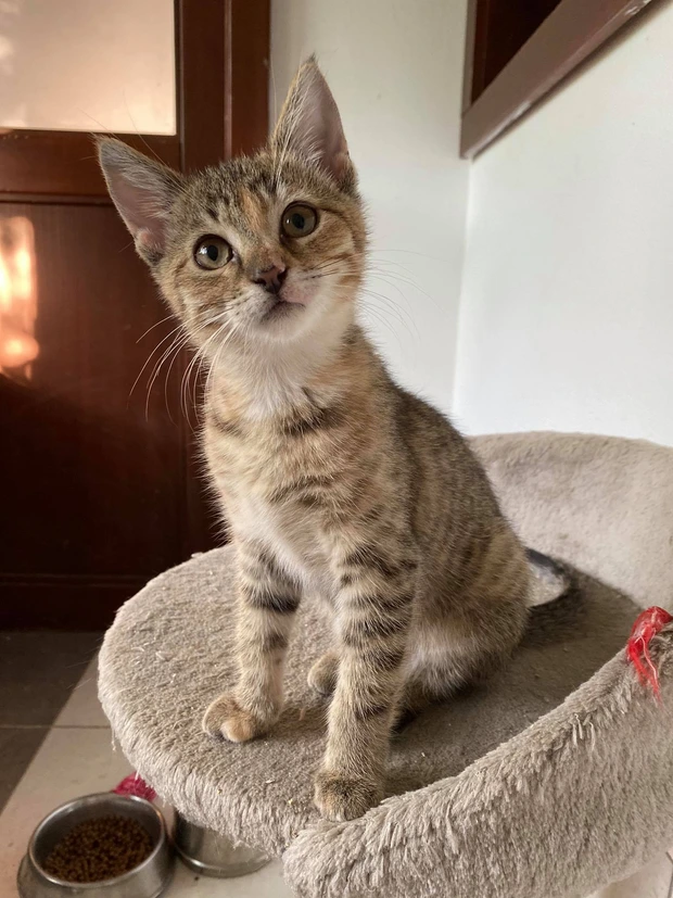 Leila