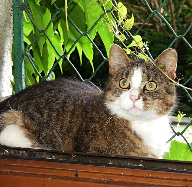 Bobeš