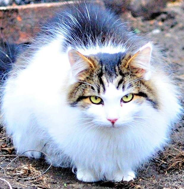 Garik