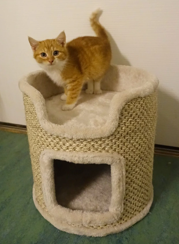 Kristian