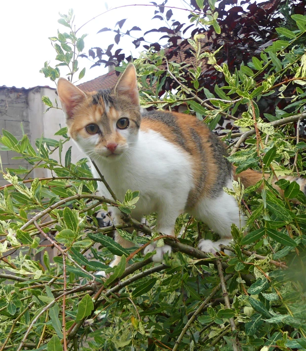 Evelína